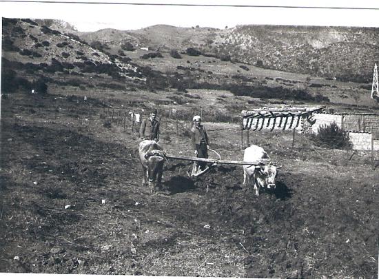 Labour à Sidi-Marouf en 1956