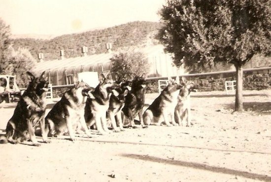Arris 1958 - Les chiens attendent leur maître