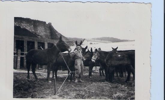 Georges Robert avec les mules de Sidi - Marouf en 1955 - 56