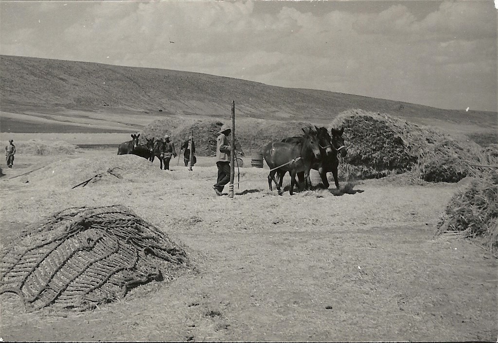 Les battages à FOUM TOUB en 1959